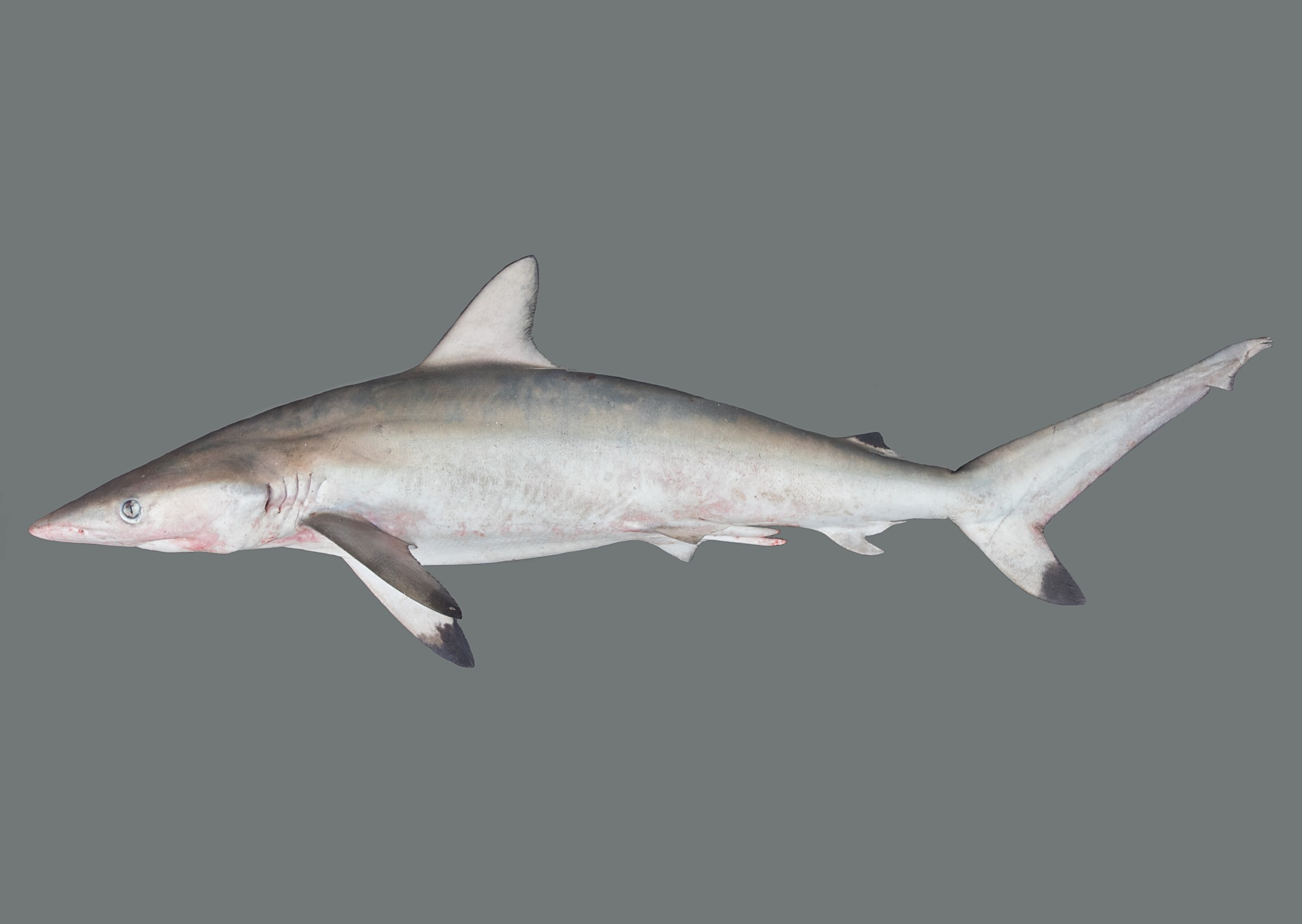 Carcharhinus sorrah, male, 89 cm TL, Qatar; S.V. Bogorodsky